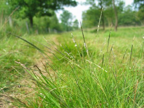 Foto van Gezocht: concessionaris voor natuurbeheer in Natuur en Bos-domeinen in regio Brabantse Wouden