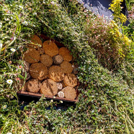 Foto van Groot EU-project voor natuurinclusief bouwen 