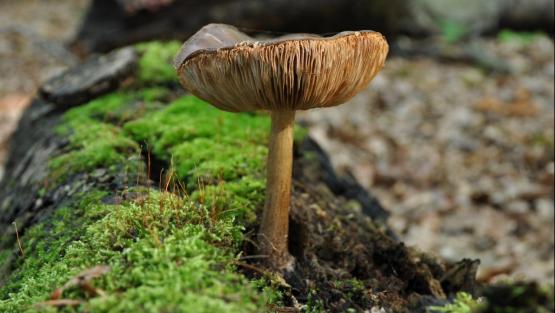 Foto van Paddenstoelen, prachtige opruimers en symbionten