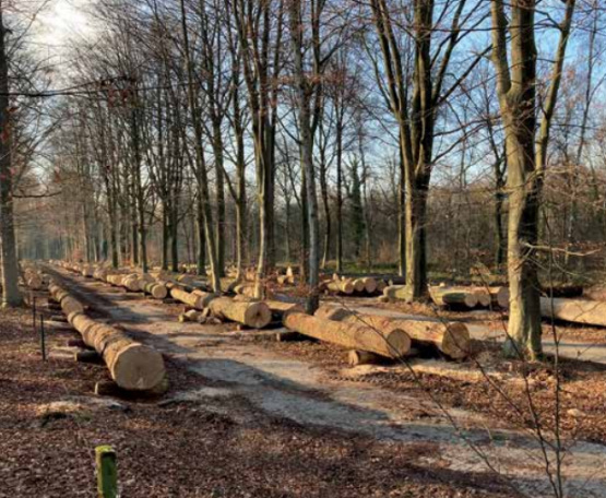 Foto van Vlaams Houtpark stimuleert lokale houtverwerking
