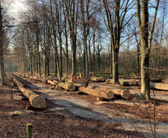 Foto van Vlaams Houtpark stimuleert lokale houtverwerking 