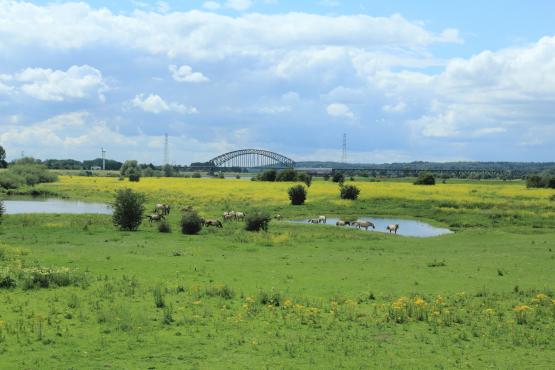 Foto van Conference: Using nature as a guide