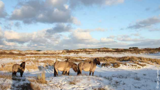 Foto van Handbook - wilder, cheaper and more robust nature management