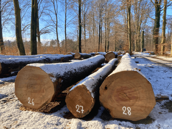Foto van 512 m³ kwaliteitshout wacht op lokale, nieuwe bestemming