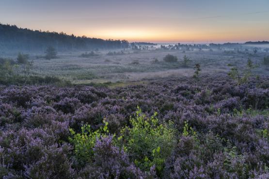 Foto van Gezocht: Concessionaris voor Natuurbeheer Hoge Kempen tot Voeren