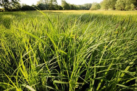 Foto van Gezocht: concessionaris voor natuurgericht graslandbeheer
