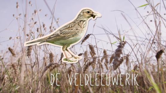 Foto van Nieuwe video: maatregelen voor akkervogels