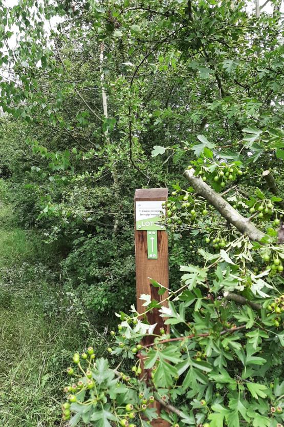 Foto van Succesvolle zaadoogst inheemse bomen en struiken