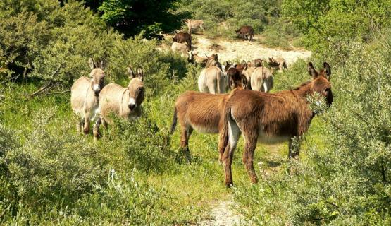 Foto van Verkoop konikspaarden, shetlandpony's en ezels