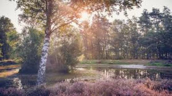 Foto van Vlaanderen geeft rewilding en procesnatuur een kans.