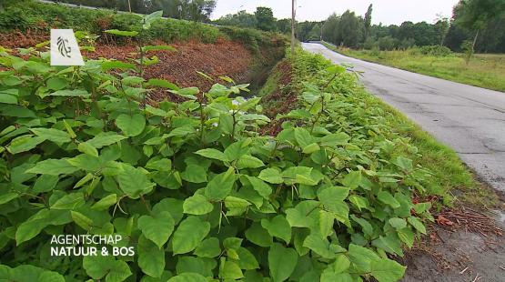 Foto van Reportage over Japanse duizendknoop op PlattelandsTV