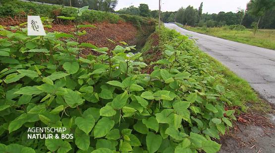 Foto van Reportage over Japanse duizendknoop op PlattelandsTV 