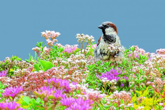 Foto van Natuur-inbouw lanceert met een inspirerend startevent op 12 maart