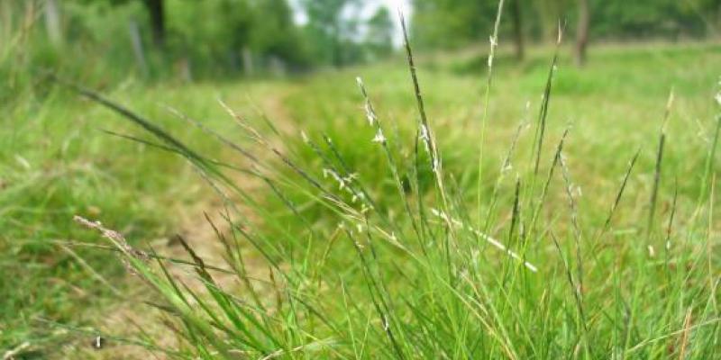 Gezocht: concessionaris voor natuurbeheer in Natuur en Bos-domeinen in regio Brabantse Wouden