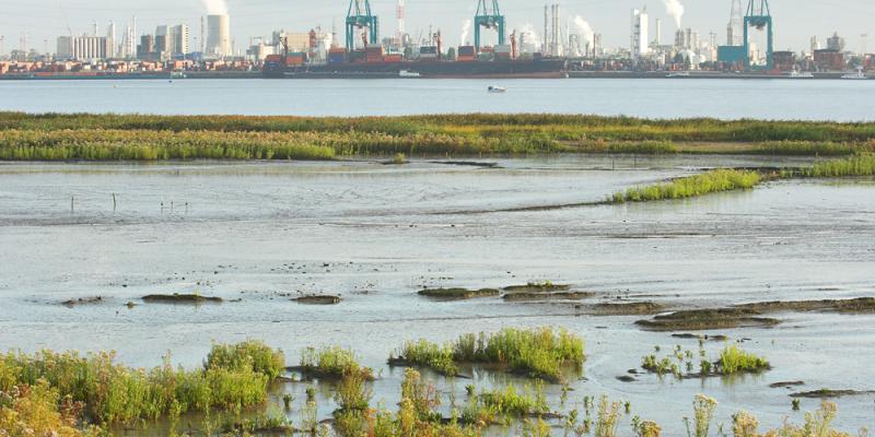 Vacature Expert natuurprojecten haven van Antwerpen