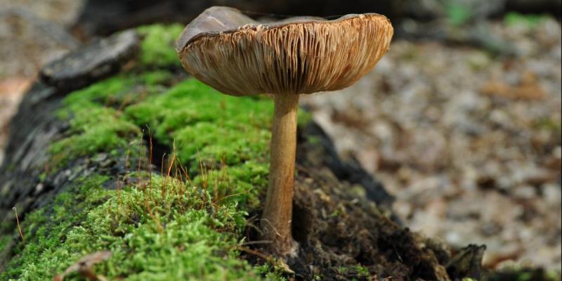 Paddenstoelen, prachtige opruimers en symbionten