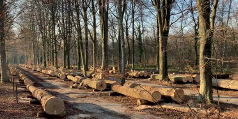 Vlaams Houtpark stimuleert lokale houtverwerking 