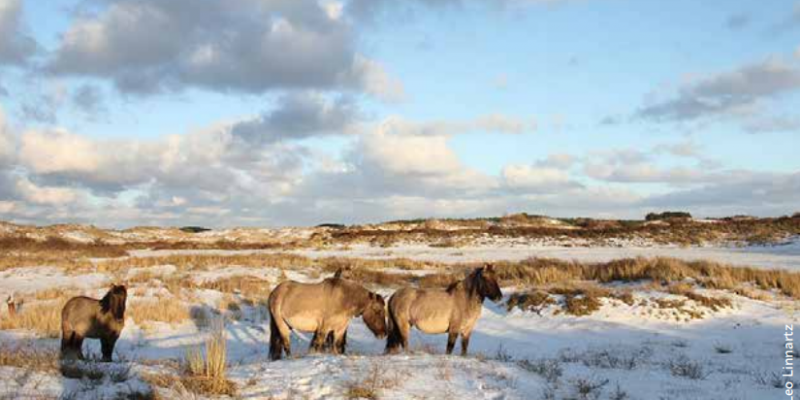 Handbook - wilder, cheaper and more robust nature management