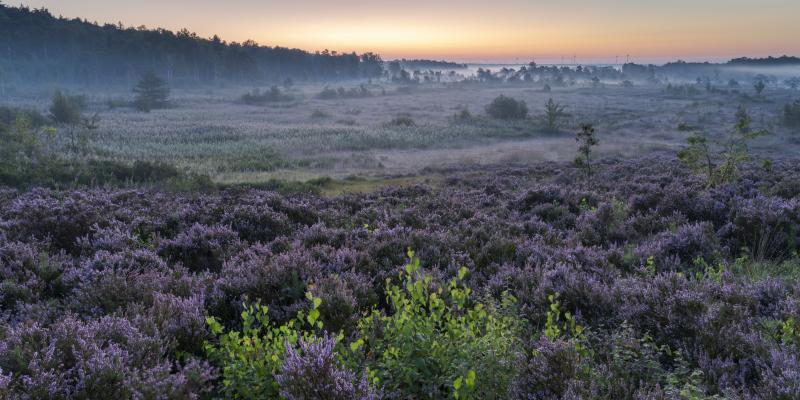 Gezocht: Concessionaris voor Natuurbeheer Hoge Kempen tot Voeren