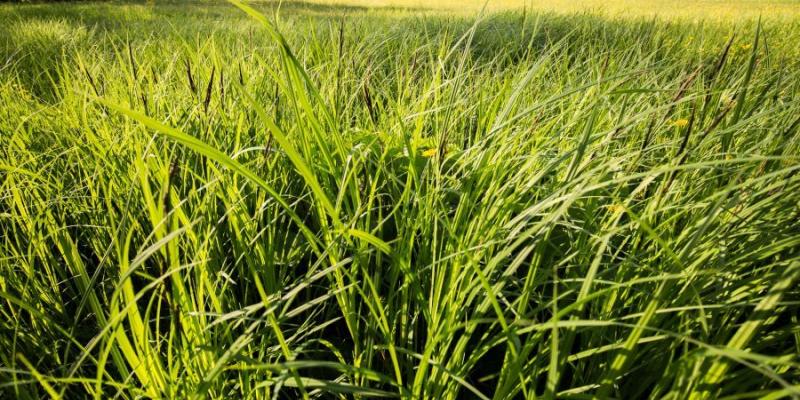  Gezocht: concessionaris voor natuurgericht graslandbeheer 
