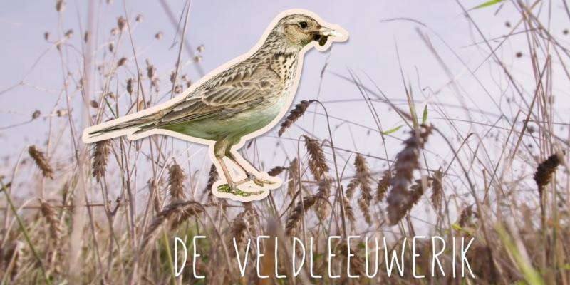 Nieuwe video: maatregelen voor akkervogels 