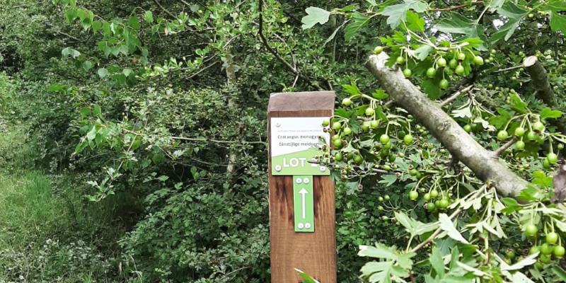 Succesvolle zaadoogst inheemse bomen en struiken