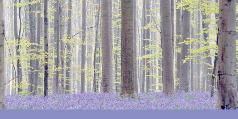 Cadeautip: het nieuwe boek van het Hallerbos