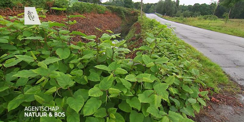Reportage over Japanse duizendknoop op PlattelandsTV 