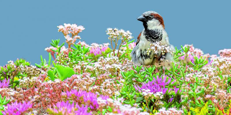 Natuur-inbouw lanceert met een inspirerend startevent op 12 maart