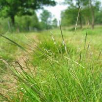 Gezocht: concessionaris voor natuurbeheer in Natuur en Bos-domeinen in regio Brabantse Wouden