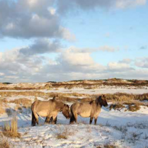 Handbook - wilder, cheaper and more robust nature management