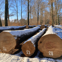 512 m³ kwaliteitshout wacht op lokale, nieuwe bestemming